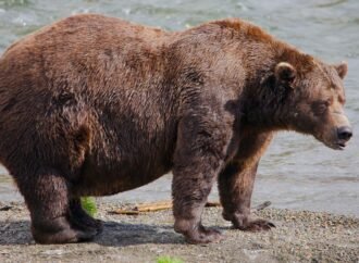 Fat Bear Week opens for Alaska’s heavyweights. Can the 1,200-pound champ win again?
