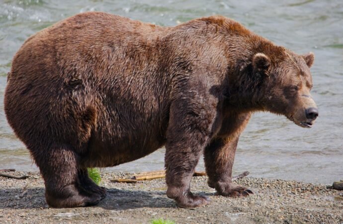 Fat Bear Week opens for Alaska’s heavyweights. Can the 1,200-pound champ win again?