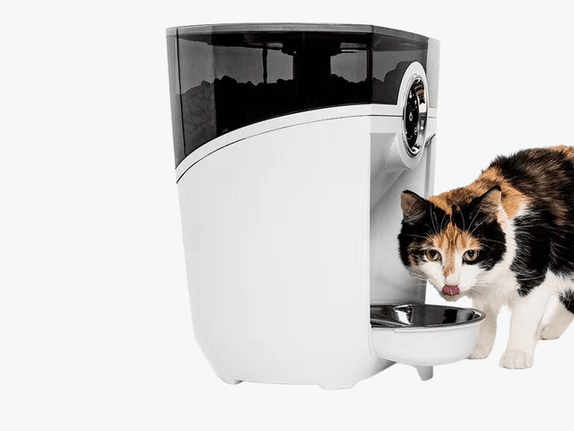 Image may contain: Architecture, Fountain, Water, Appliance, Device, Electrical Device, Washer, Animal, Cat, Mammal, and Pet