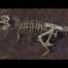 Fossilized tissue reveals largest known T. rex died from broken rib