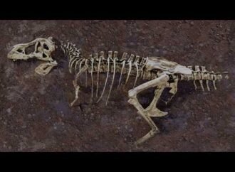 Fossilized tissue reveals largest known T. rex died from broken rib