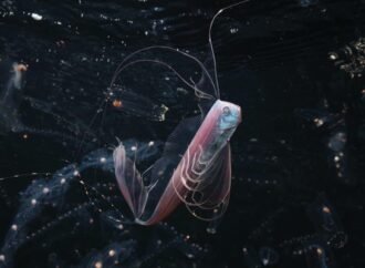 From ribbonfish to seahorses, see the winners of the 2026 Ocean Photographer of the Year awards
