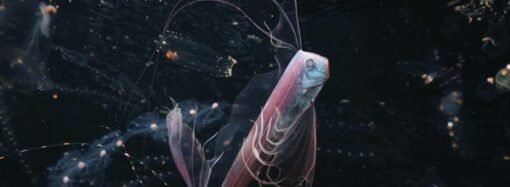 From ribbonfish to seahorses, see the winners of the 2026 Ocean Photographer of the Year awards