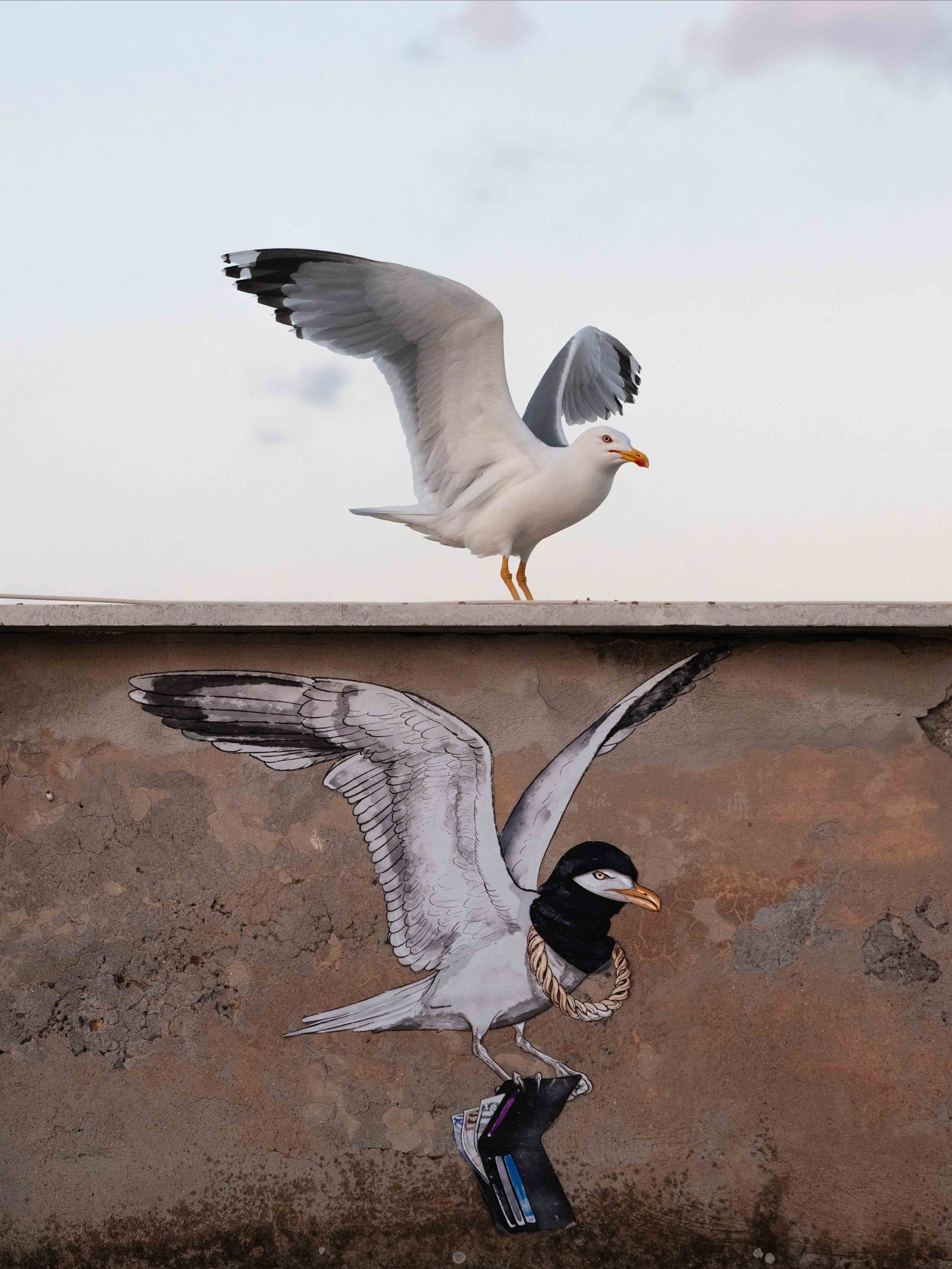 a yellow-legged seagull in Rome with drawing of gull