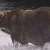 Gentle giant Backpack declared winner of Alaska’s Fat Bear Week
