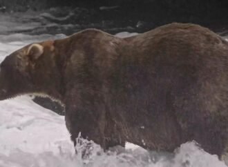 Gentle giant Backpack declared winner of Alaska’s Fat Bear Week