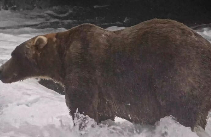 Gentle giant Backpack declared winner of Alaska’s Fat Bear Week