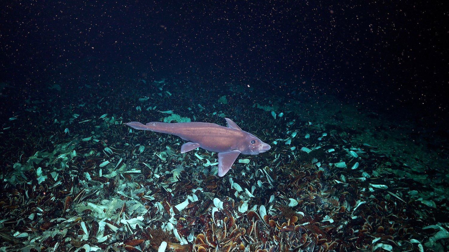 A chimaera, or ghost shark, swims near a cold seep at a depth of 2,355 meters. Scientists discovered 25 cold seeps during the recent deep-sea expedition. Unlike sunlight-dependent ecosystems, marine life near these seafloor fissures relies on chemosynthetic energy generated by gas escaping from the Earth's surface. Photo credit: ROV SuBastian / Schmidt Ocean Institute Usage: Available via creative commons Attribution-NonCommercial-ShareAlike CC BY-NC-SA https://creativecommons.org/licenses/by-nc-sa/4.0/