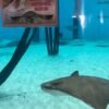 Happy Birth-ray! Mystic the cownose ray turns 27