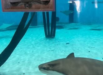 Happy Birth-ray! Mystic the cownose ray turns 27