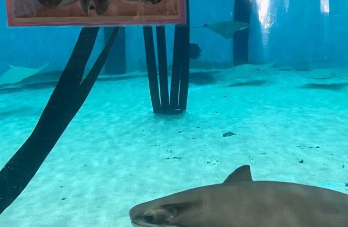 Happy Birth-ray! Mystic the cownose ray turns 27