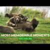 History-making mother bear could be big Fat Bear Week 2026 contender