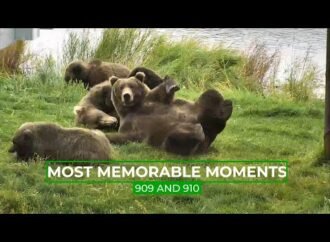History-making mother bear could be big Fat Bear Week 2026 contender