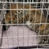 Home-intruding bobcat no match for police drone