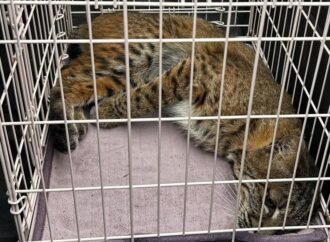 Home-intruding bobcat no match for police drone