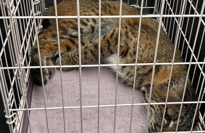 Home-intruding bobcat no match for police drone
