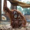 How a Secret Orangutan Breeding Program Is Creating a Baby Boom