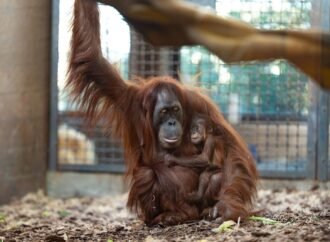 How a Secret Orangutan Breeding Program Is Creating a Baby Boom