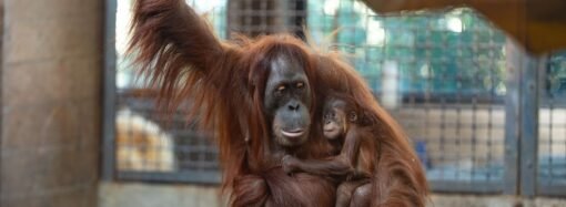 How a Secret Orangutan Breeding Program Is Creating a Baby Boom