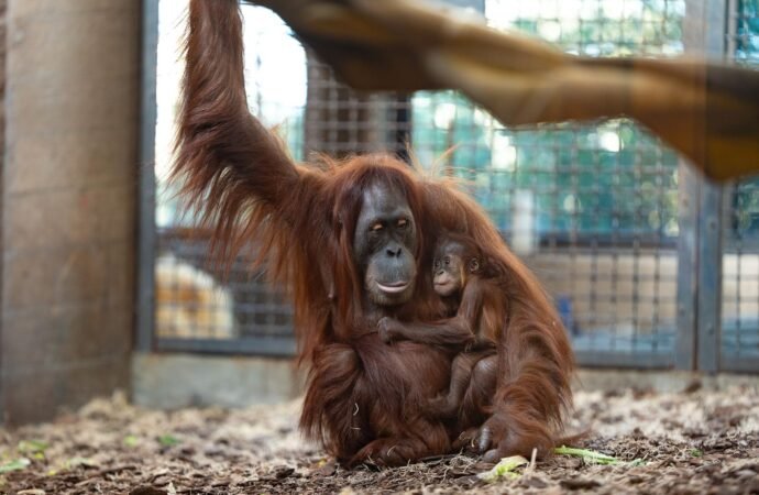 How a Secret Orangutan Breeding Program Is Creating a Baby Boom