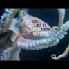 How smart are octopuses? Smart enough to use mirror.