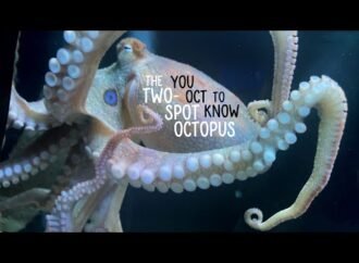 How smart are octopuses? Smart enough to use mirror.