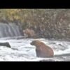 How to help Katmai’s brown bears this Fat Bear Week