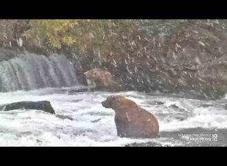 How to help Katmai’s brown bears this Fat Bear Week