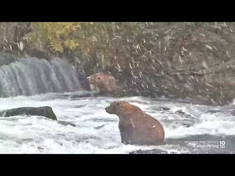 How to help Katmai’s brown bears this Fat Bear Week