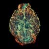 How to make a brain: new experiments challenge existing picture