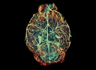 How to make a brain: new experiments challenge existing picture