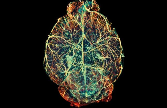 How to make a brain: new experiments challenge existing picture