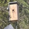 I Turned My Backyard Into a Nature Documentary With a Flock of Smart Bird Feeders