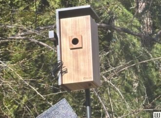 I Turned My Backyard Into a Nature Documentary With a Flock of Smart Bird Feeders