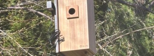 I Turned My Backyard Into a Nature Documentary With a Flock of Smart Bird Feeders