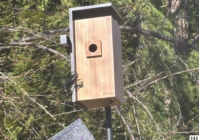 I Turned My Backyard Into a Nature Documentary With a Flock of Smart Bird Feeders
