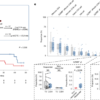 Identification of broadly tumour-reactive γδ TCRs from multiple myeloma – Nature