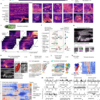 Imaging cellular activity across all organs reveals body-wide circuits – Nature