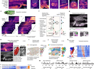 Imaging cellular activity across all organs reveals body-wide circuits – Nature