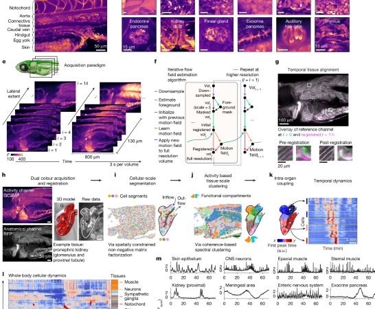 Imaging cellular activity across all organs reveals body-wide circuits – Nature