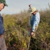 In North Carolina, a race is on to restore critical peatland before it dries up or is destroyed