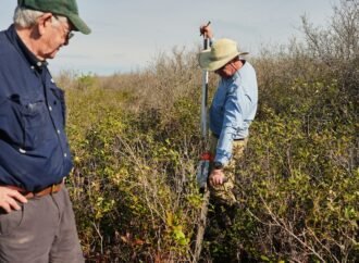 In North Carolina, a race is on to restore critical peatland before it dries up or is destroyed