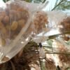 In West Bank, date farmers weigh impact of UK sanctions on Israeli settlers