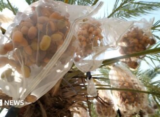In West Bank, date farmers weigh impact of UK sanctions on Israeli settlers