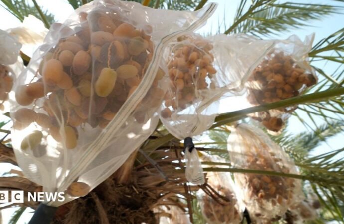 In West Bank, date farmers weigh impact of UK sanctions on Israeli settlers