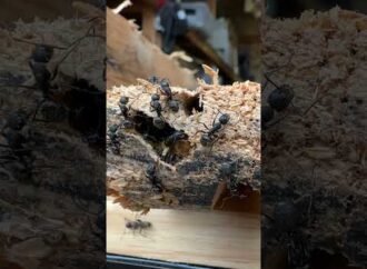 Inside the school where dogs learn to sniff out bed bugs and other pests