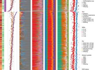 Integrated signatures define mutational processes in prostate cancer – Nature