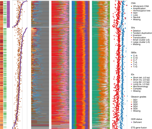 Integrated signatures define mutational processes in prostate cancer – Nature