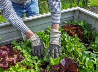 Is produce from a home garden safer than store bought? ‘It depends’