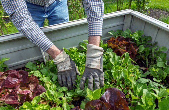 Is produce from a home garden safer than store bought? ‘It depends’